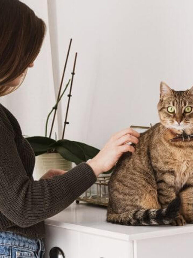 Effective Cat Grooming Strategies Everything You Need to Know for a Happy Cat