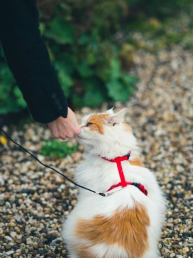 Effective Cat Training Techniques Improve Your Cat’s Behavior Today