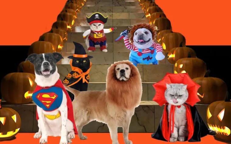 Costumes Are Fun For People, But Not For Pets