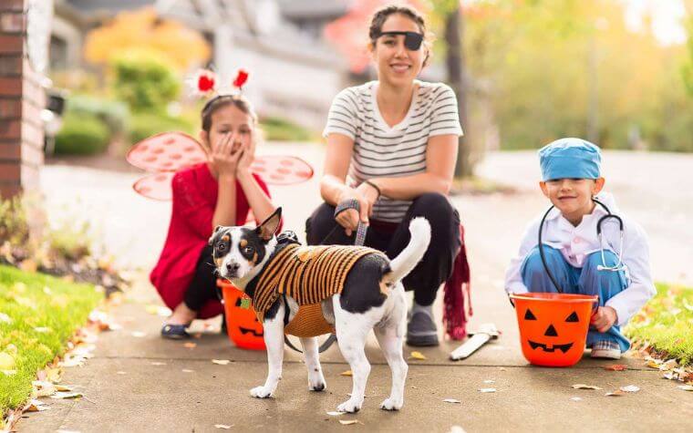 It’s Not Appreciable To Take Your Pet Trick-or-Treating