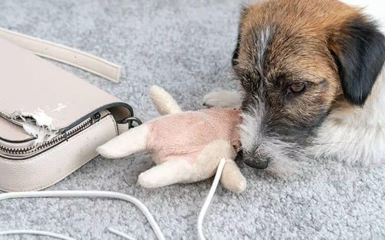 Keep All Electric Cords And Wires Away From Your Pets