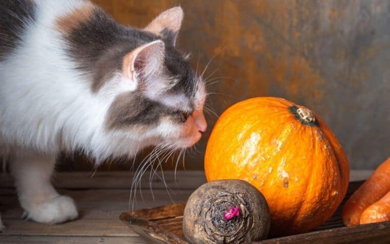 Pumpkins Are For People, Not For Pets