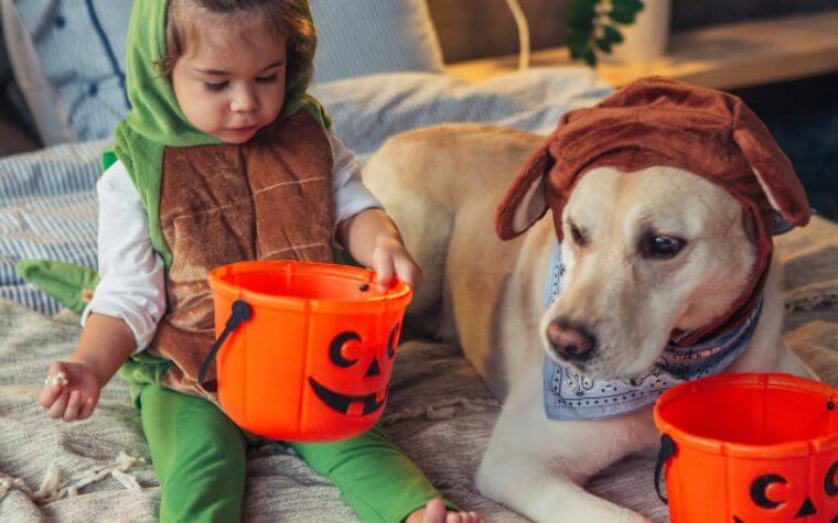 Say No To Halloween Treats For Your Pets