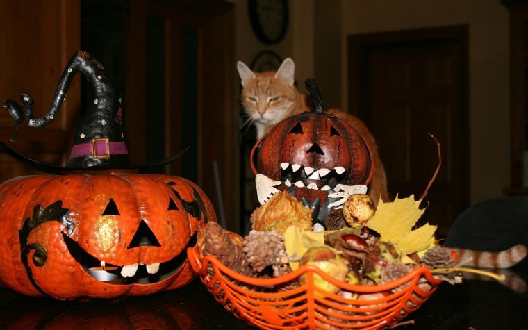 Top 7 Safety Tips For Your Pets This Halloween