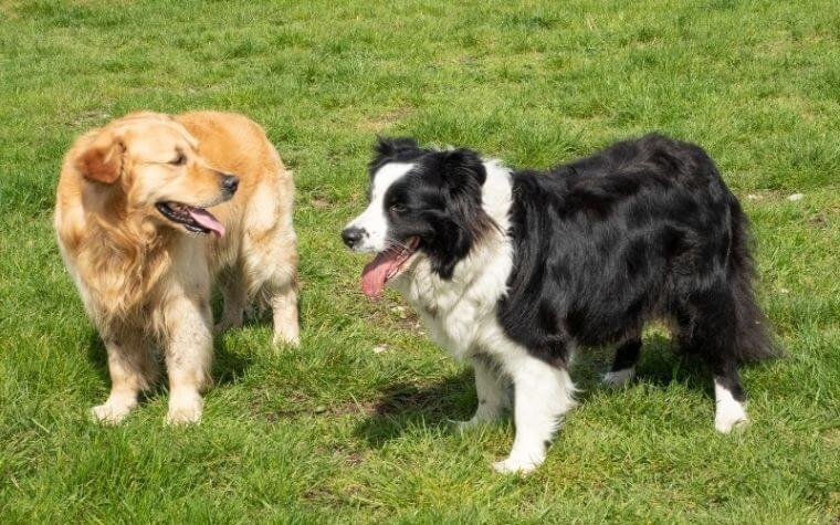 Border Collie Vs. Golden Retriever Comparison Chart