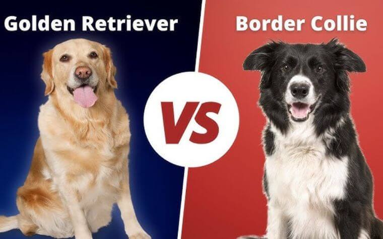 Border Collie vs. Golden Retriever - Which Breed is Right for You