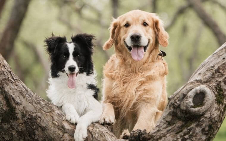 What Is the Price Difference Between Border Collie vs. Golden Retrievers?