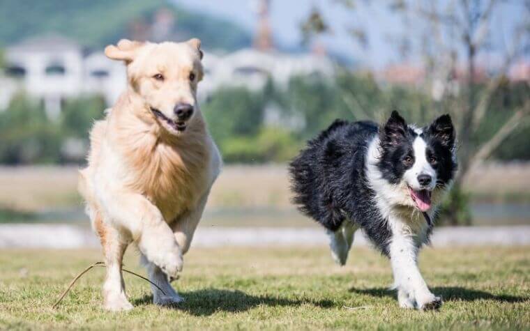 Energy Level Border Collie and Golden Retriever