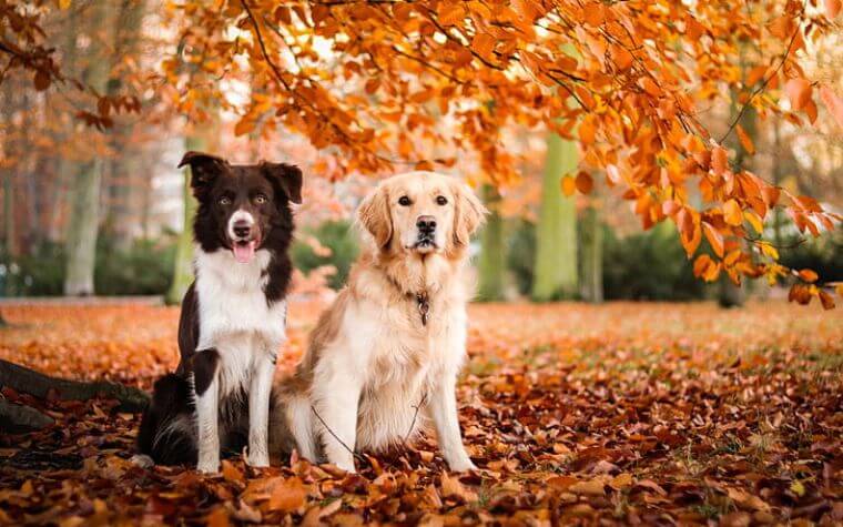 Final Thoughts on Border Collie vs. Golden Retriever