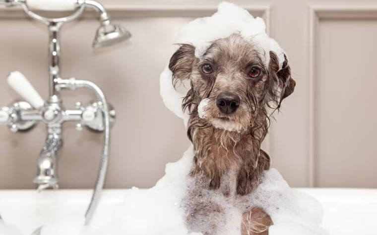 Washing Your Dog Without Water: