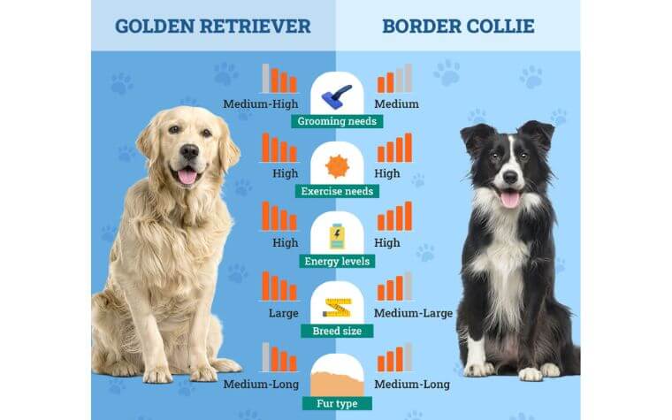 What Are the Differences in Appearance Between Border Collies and Golden Retrievers 2