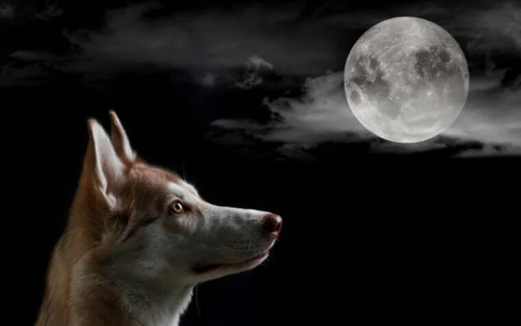 Why Dog Barks At Night?