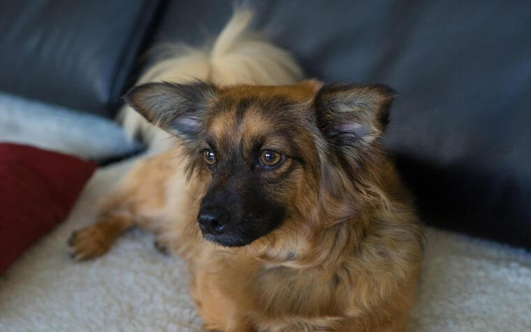 Appearance of the German Shepherd and Chihuahua Mix