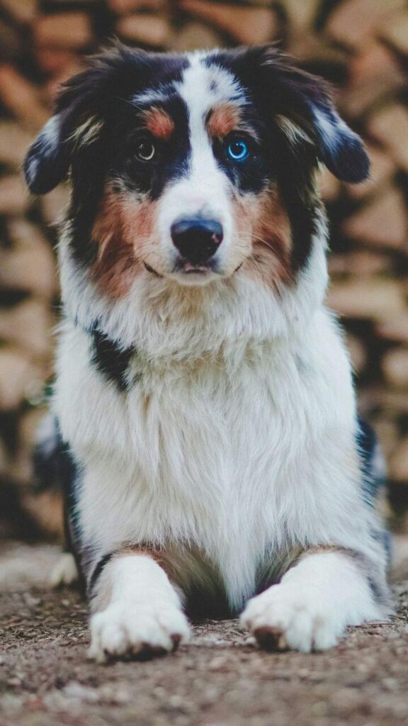 Australian Shepherd 