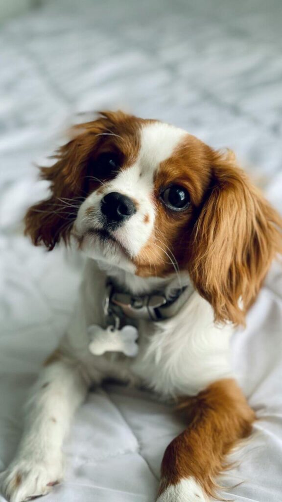 Cavalier King Charles Spaniel