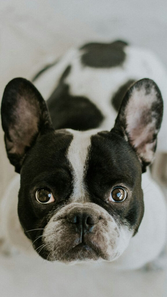 French Bulldog