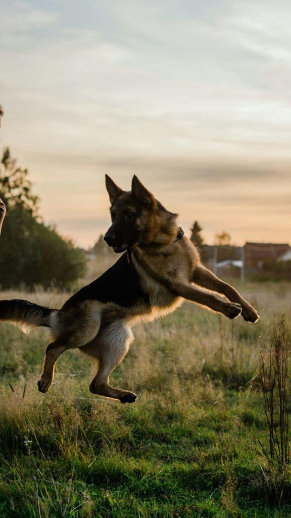 General Problems Faced by Gsd Owners While Training