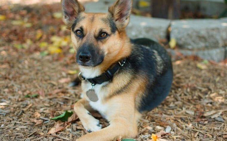 German Shepherd Chihuahua Mix