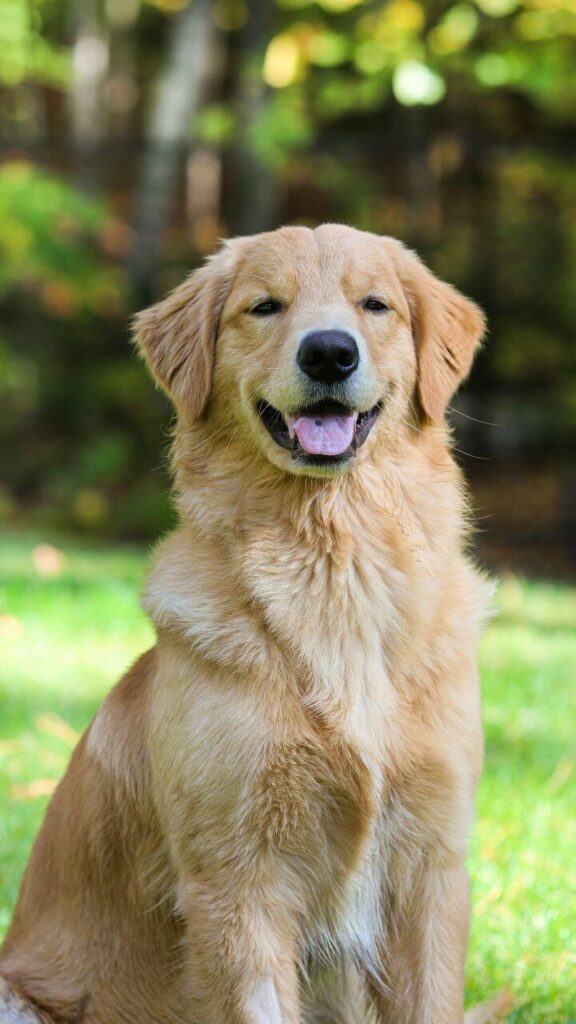 Golden Retriever