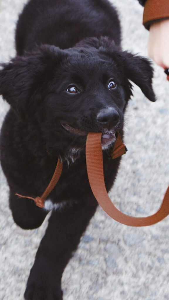 Leash Training Your Pup