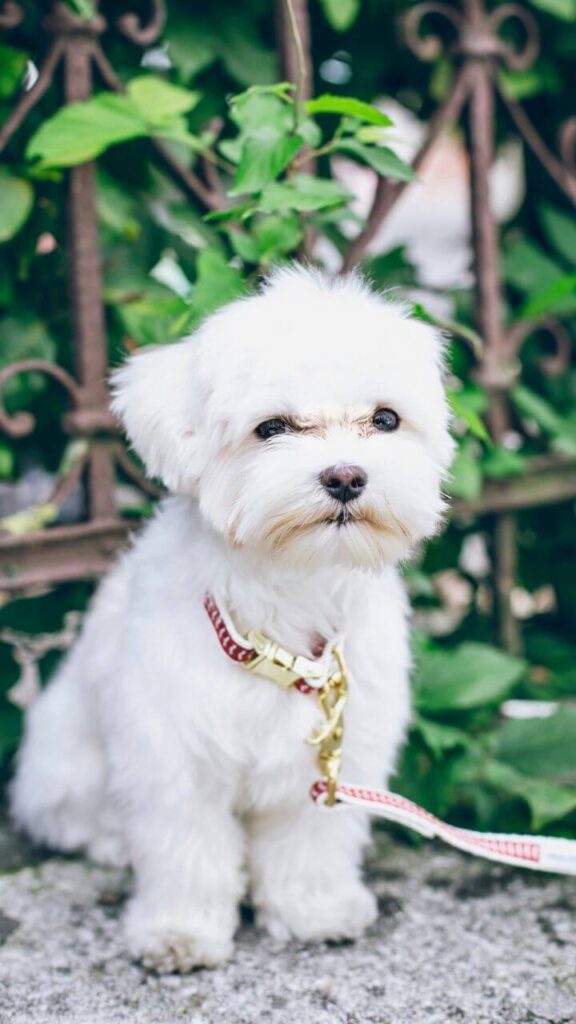 Maltese - Cutest Dog Breeds