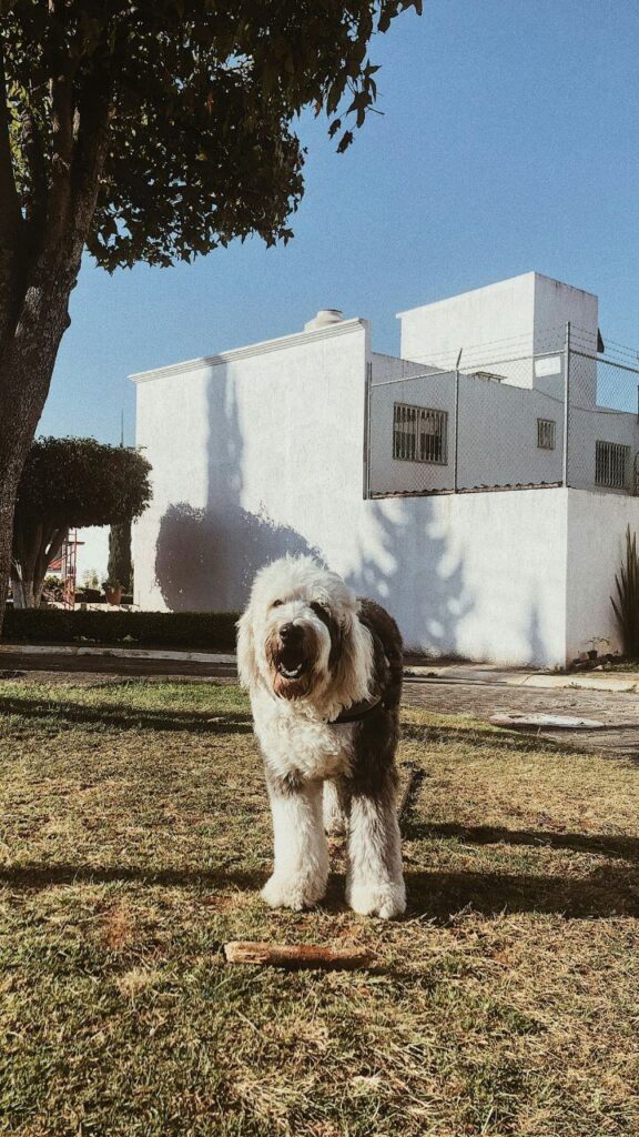 Old English Sheepdog