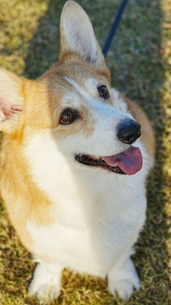 Pembroke Welsh Corgi - Cutest Dog Breeds