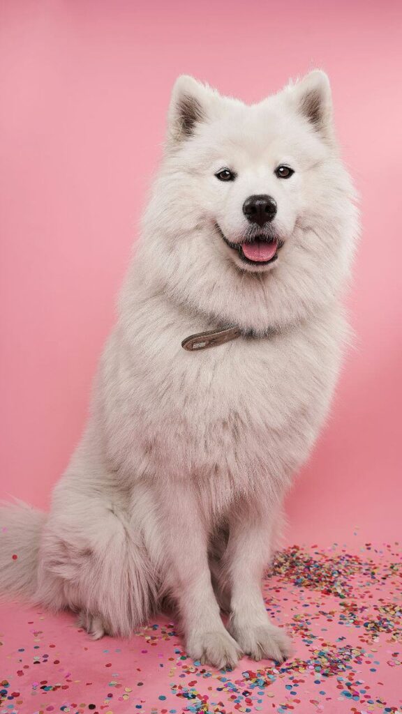 Samoyed