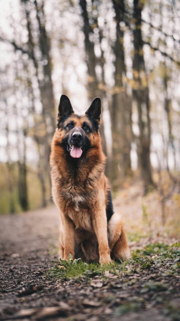 Time Required to Train German Shepherd