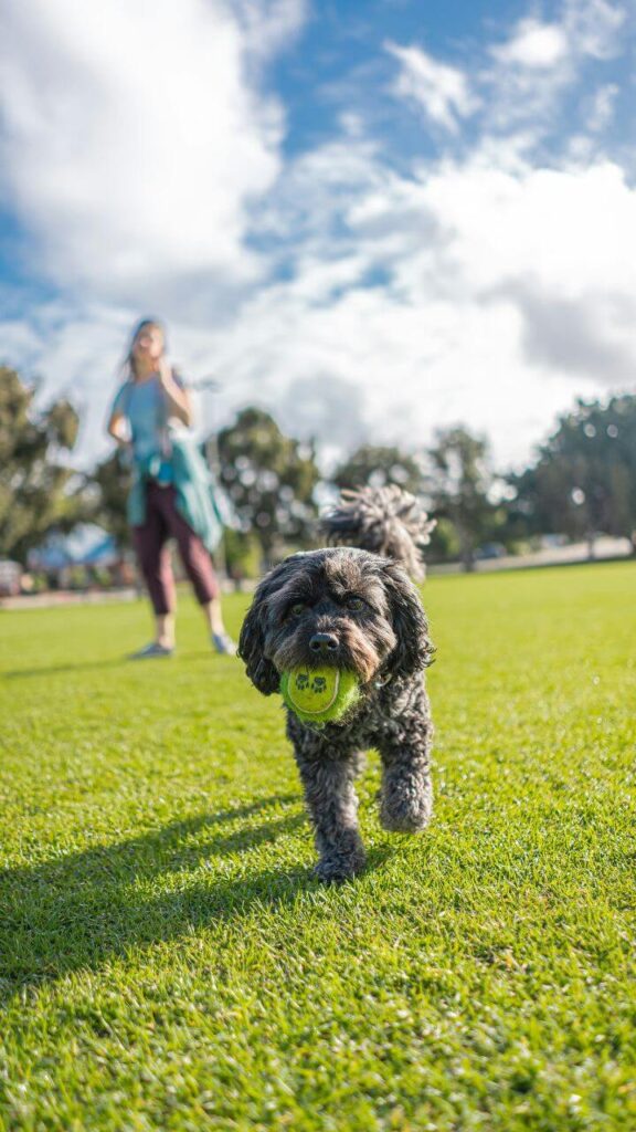 When To Start Puppy Training?