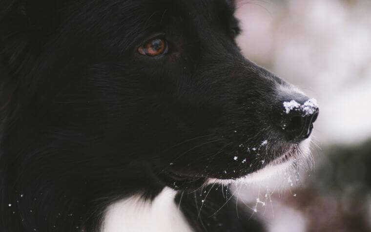 Why Your Dog’s Nose Is Slightly Wet