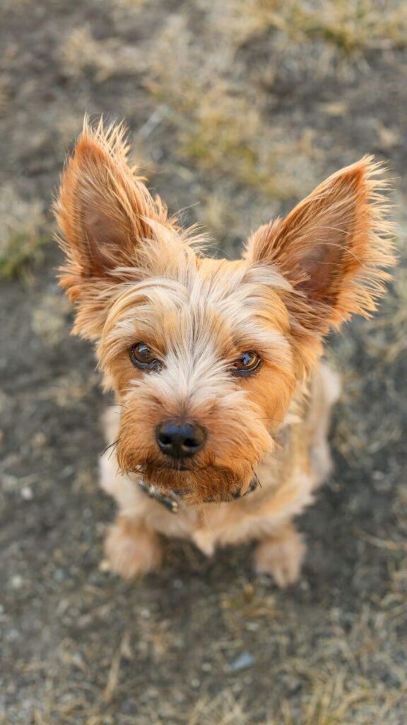 Yorkshire Terriers