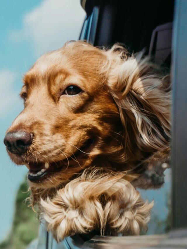 Cocker Spaniel