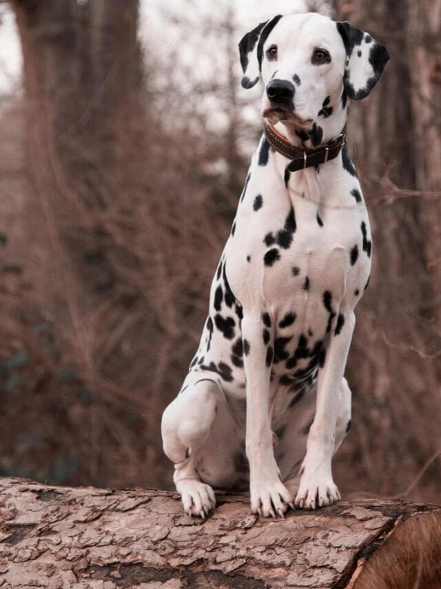 cropped-Dalmatians.jpg