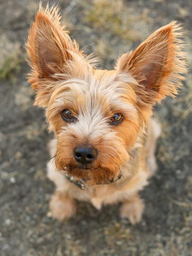 Yorkshire Terriers