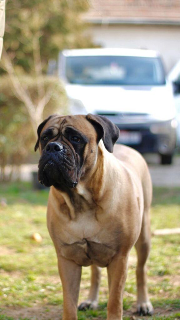 Bullmastiff - Dog Breeds for Home Safety