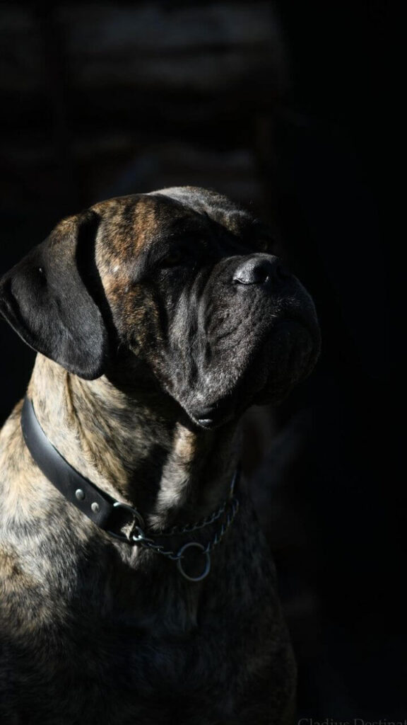 Cane Corso - Dog Breeds for Home Safety