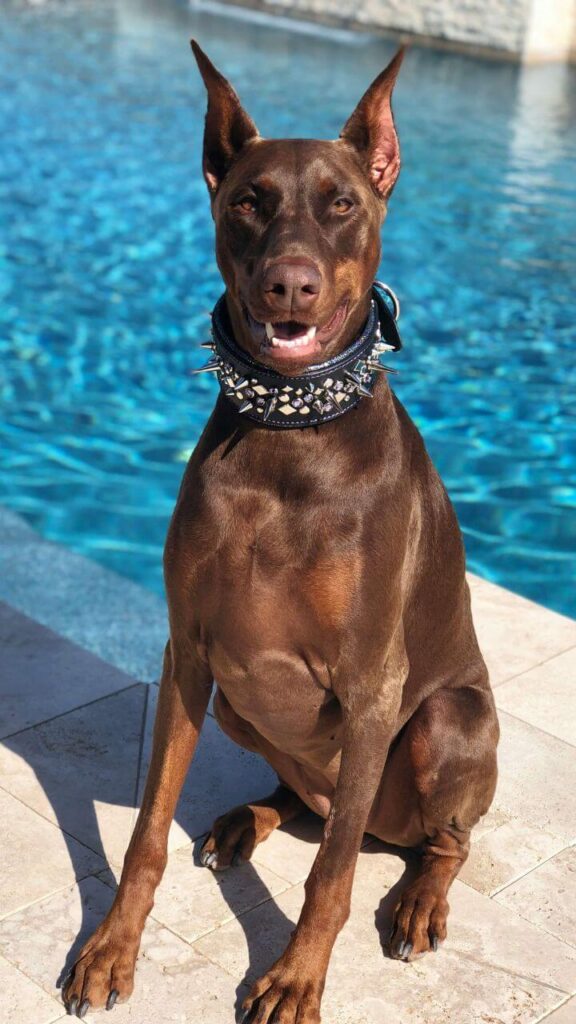 Doberman Pinscher