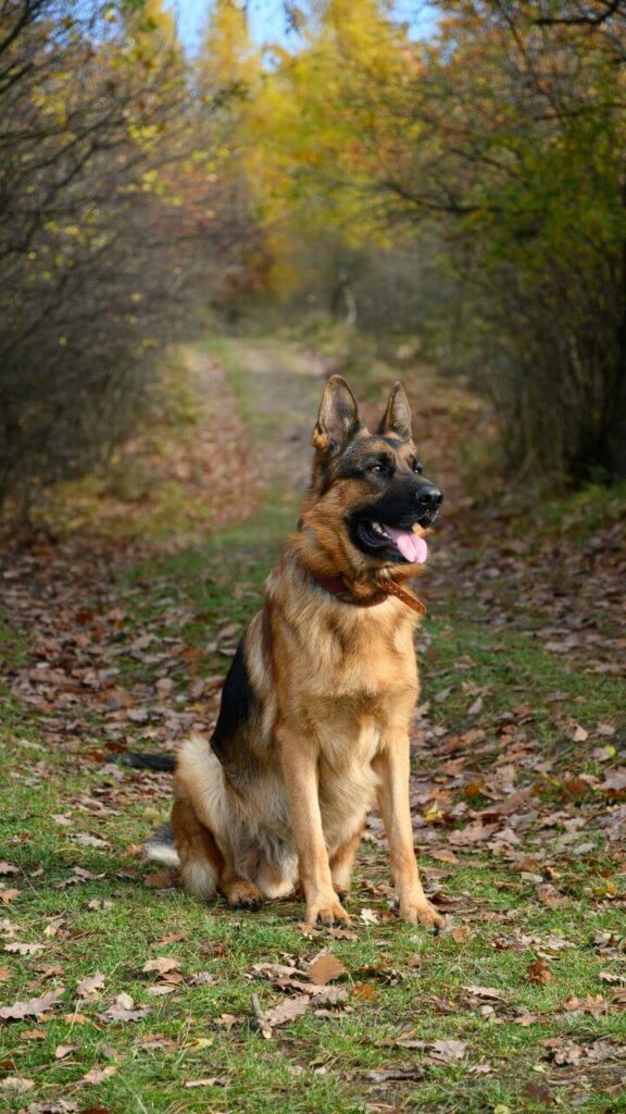 German Shepherd