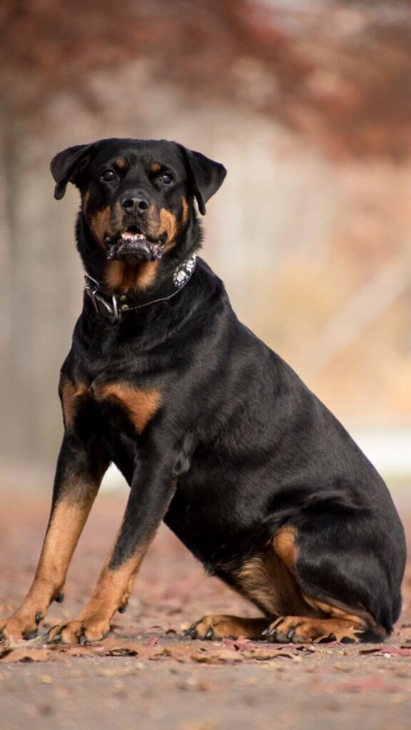 Rottweiler - Dog Breeds for Home Safety